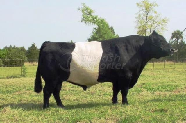 Fattening Cattle Feed-16 Protein