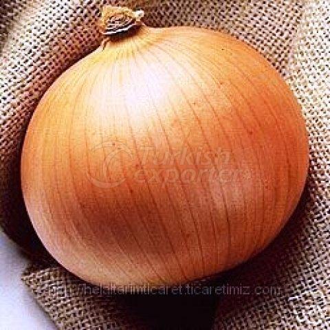 ONION (SOGAN)