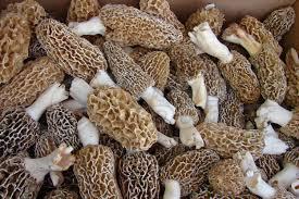 Morel Mushroom