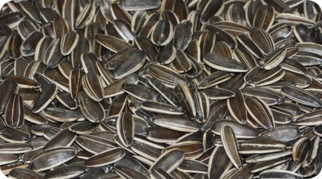 Dakota Sunflower Seeds XLarge