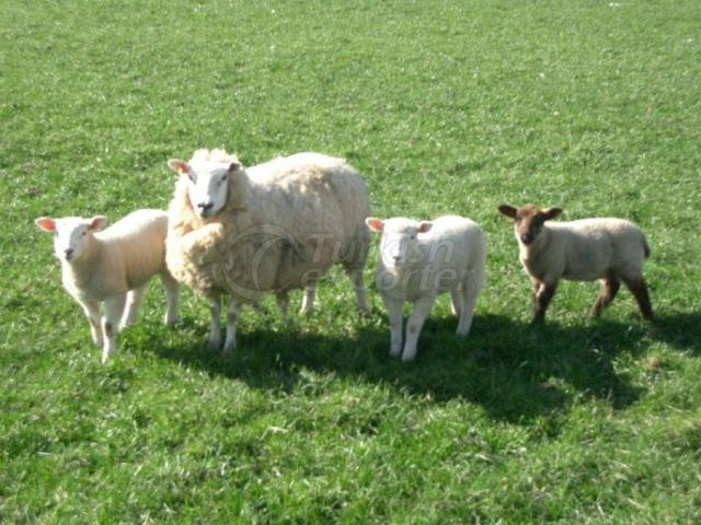 Sheep Dairy Feed