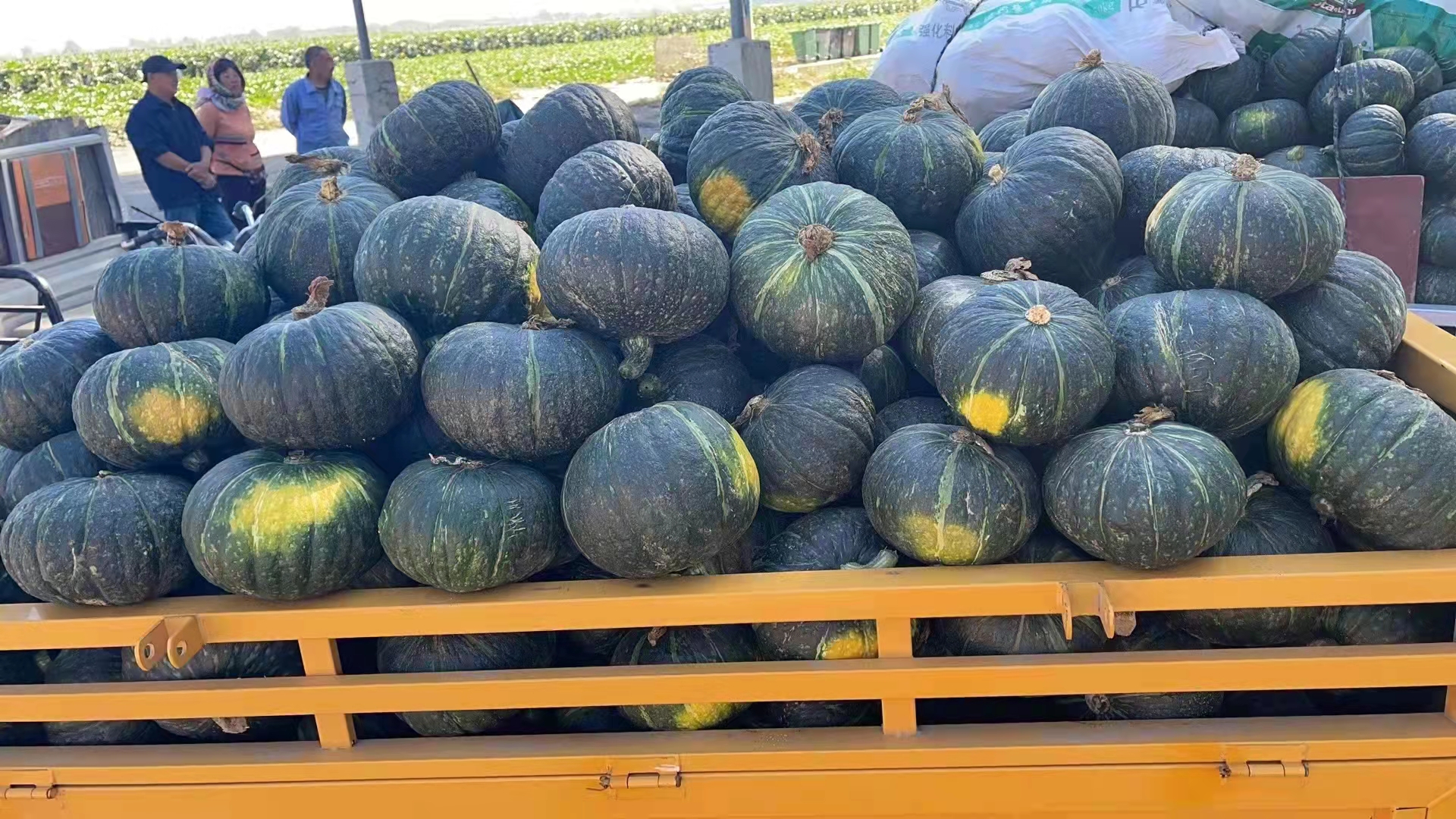 Variety of pumpkin crops Dehydrated vegetables