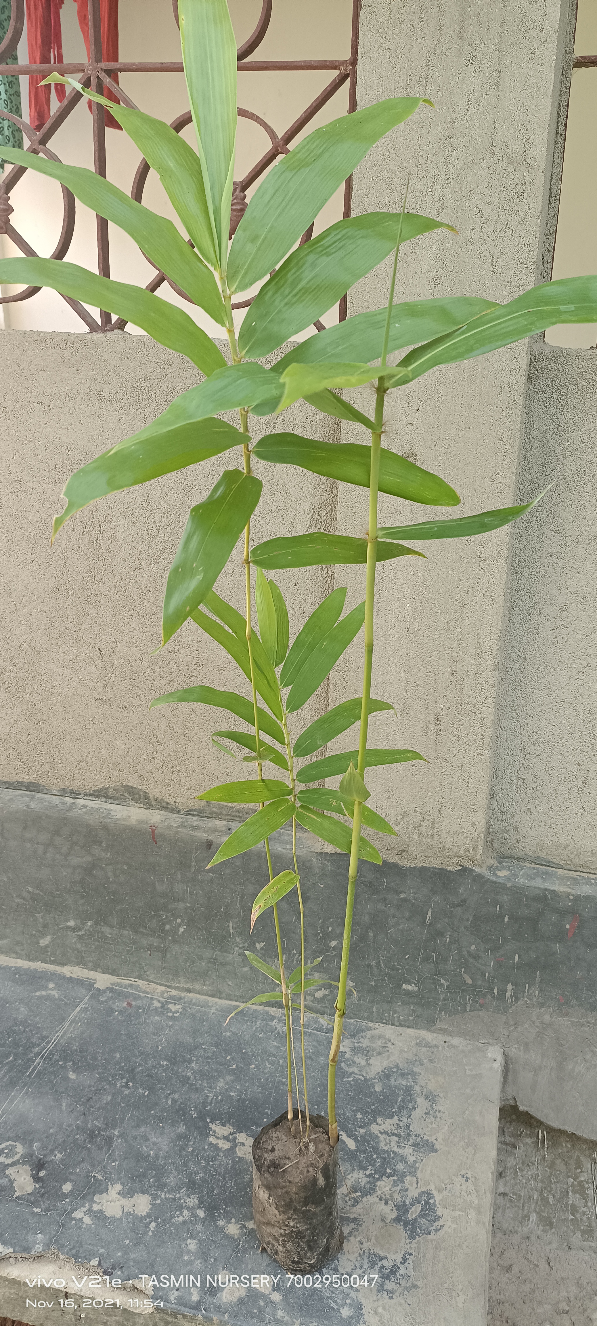 BAMBOO plants