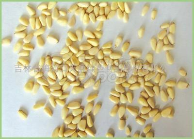 pine nut kernel