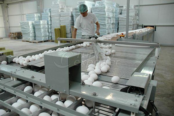 Egg Gathering and Classifying Facility