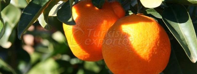 Minneola Mandalina