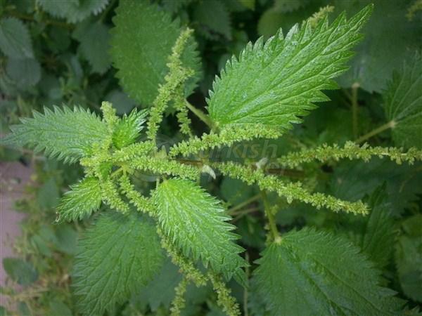 Stinging nettle