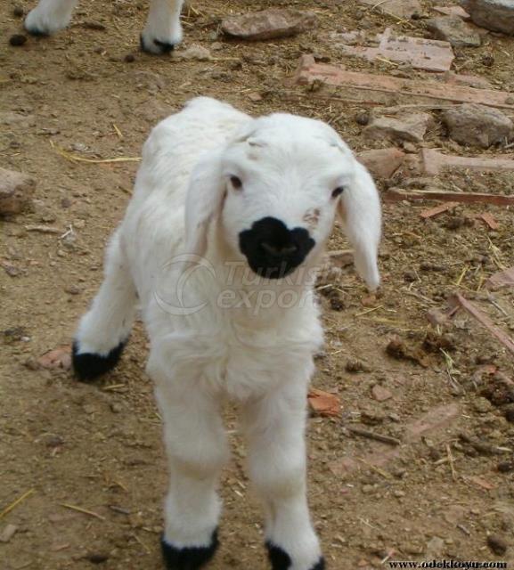 Lamb Grower Feed