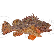 Largescaled Scorpionfish