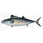 Baby Bonito