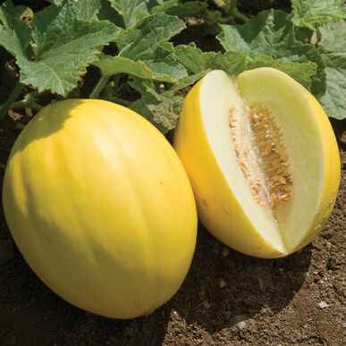 WATERMELON SEEDS