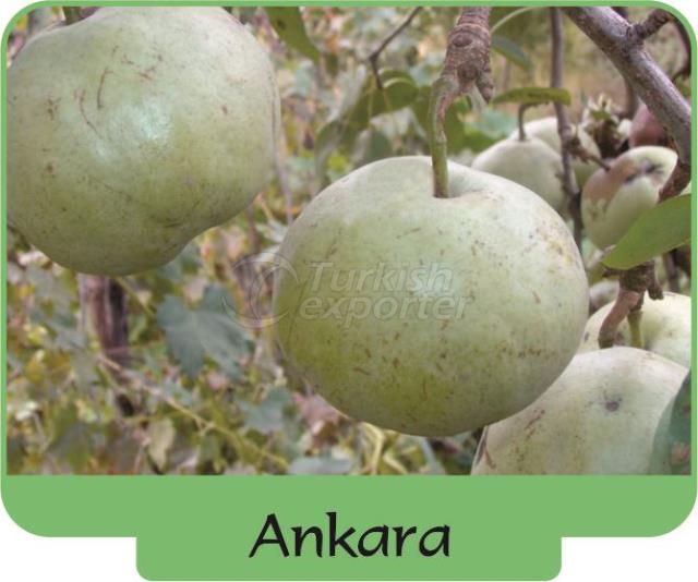 Poire Ankara