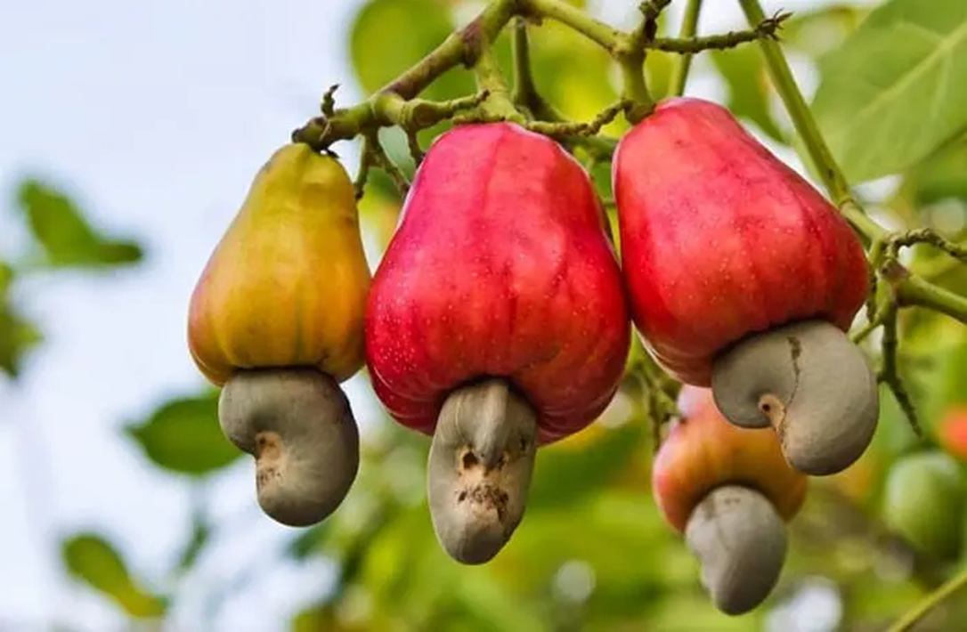 CASHEW NUTS -Anacardium occidentale