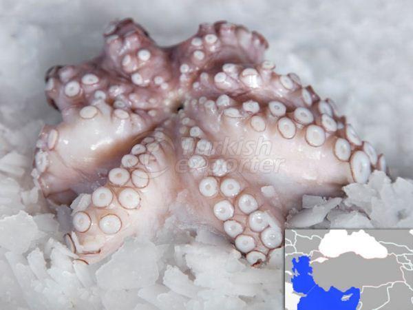 Pulpo fresco refrescado