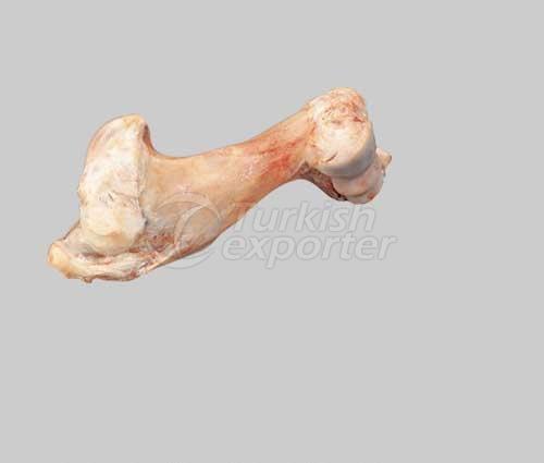 Humerus Bone