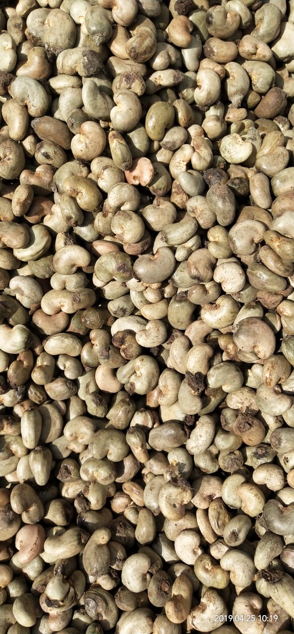 Raw Cashew Nuts