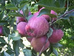 Red Delicious grubu elmalar