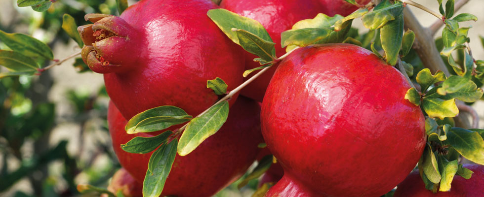 Pomegranate