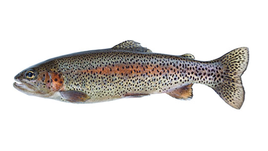 Rainbow Trout