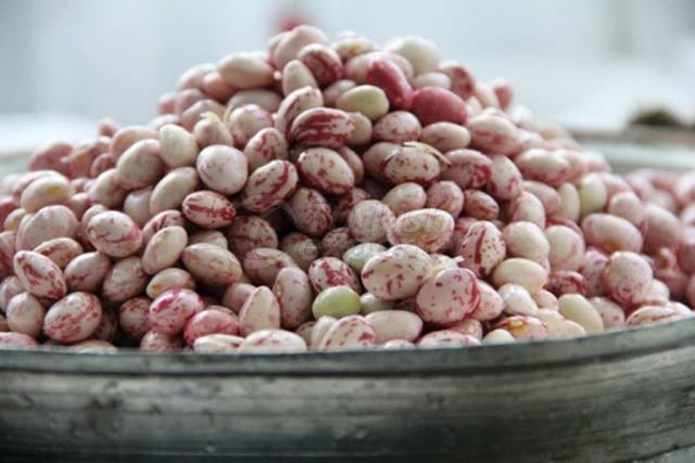 Reddish Shell Bean