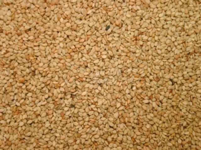 Lentil