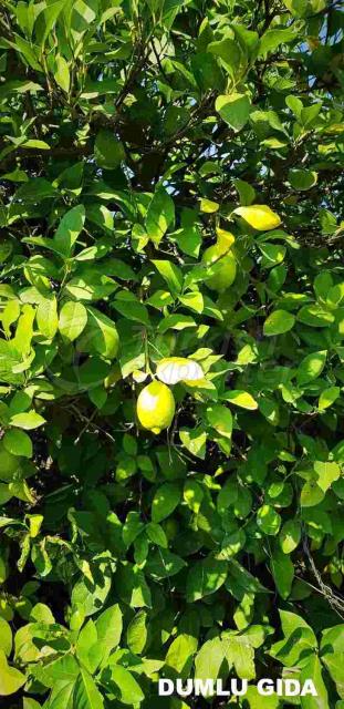 Limon