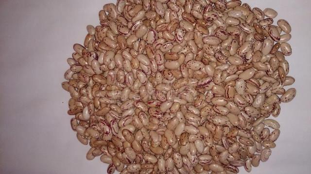 Ethiopia Light Speckled Kidney Bean