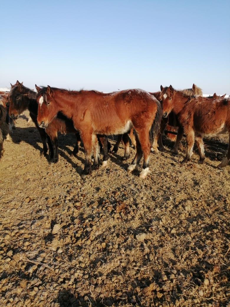 Horses (meat / live weight)