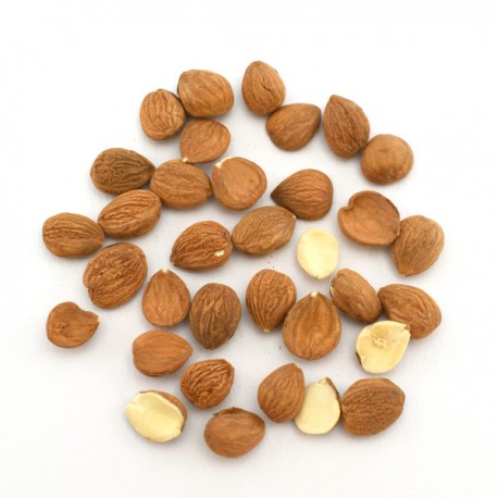 Apricot Kernel