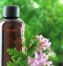 Geranium Oil