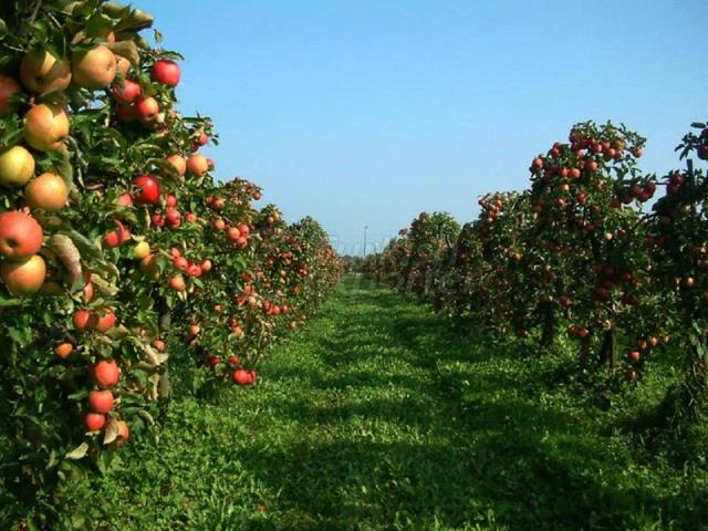 Mise en place de fruits modernes