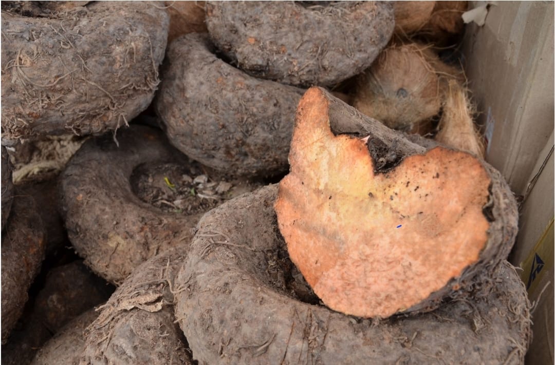 Fresh elephant yam