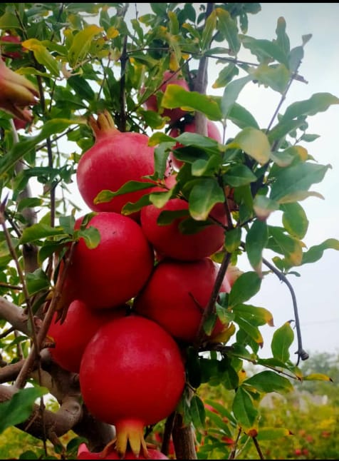 Fresh Pomegranate Fruits 