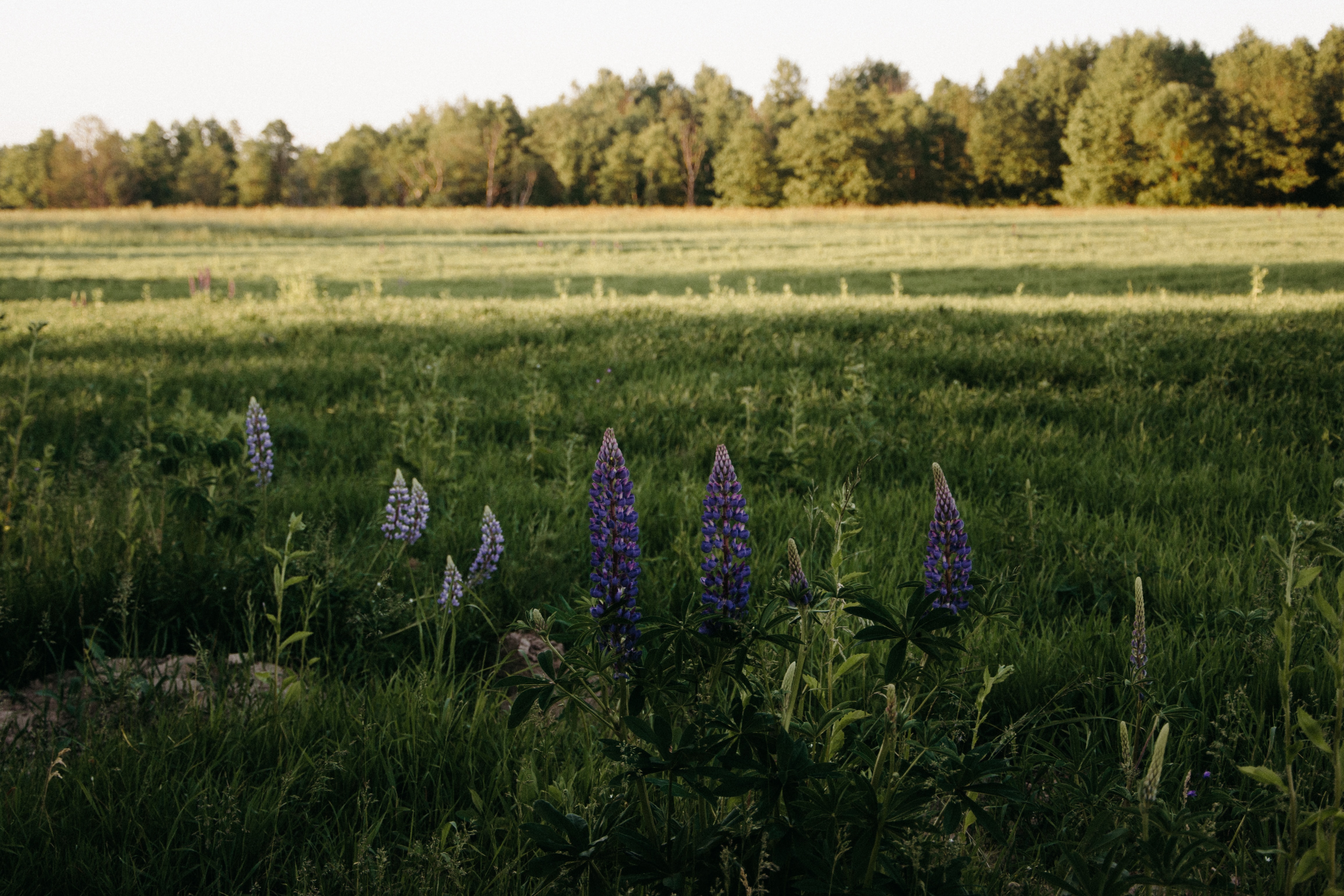 Lavender Oil