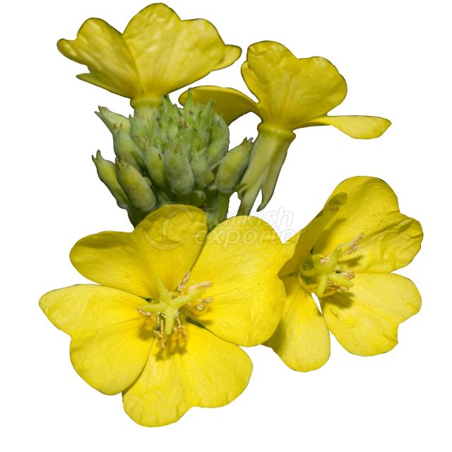 Evening primrose oil