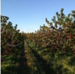 Cherry Garden