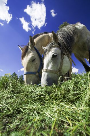 Alfalfa Hay for Horses _2_