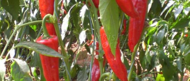 Albayrak Pepper Seeds