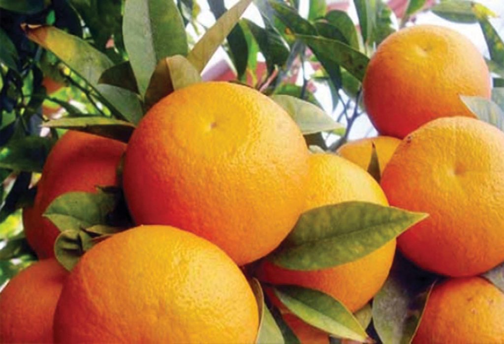 Fresh Egyptian Orange