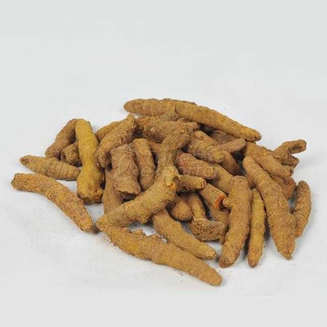 Ethiopian Origin Turmeric finger