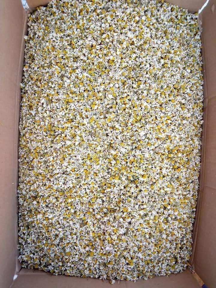 chamomile