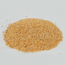 Russian Origin Yellow Millet