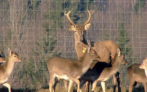 Ursus Fence