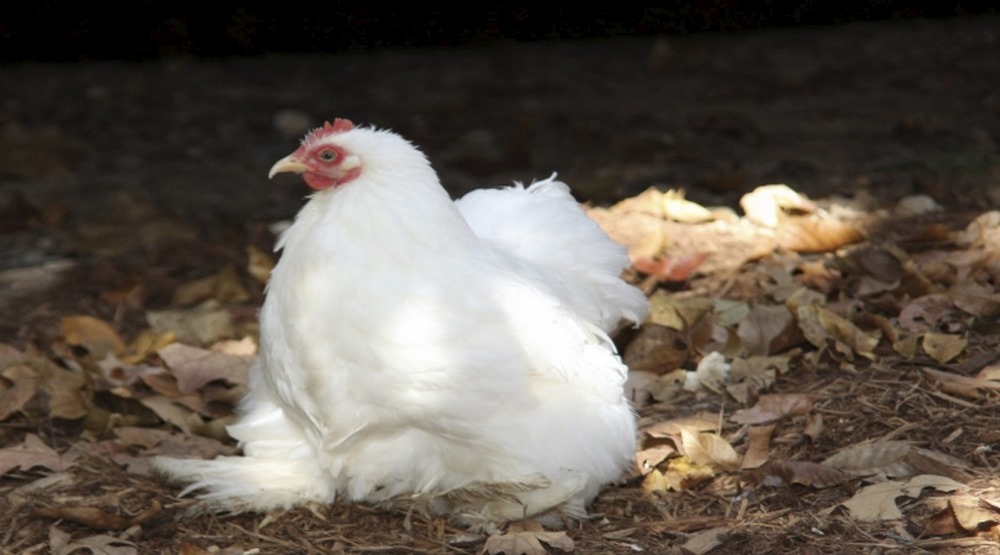 Pullet Grower Feeds