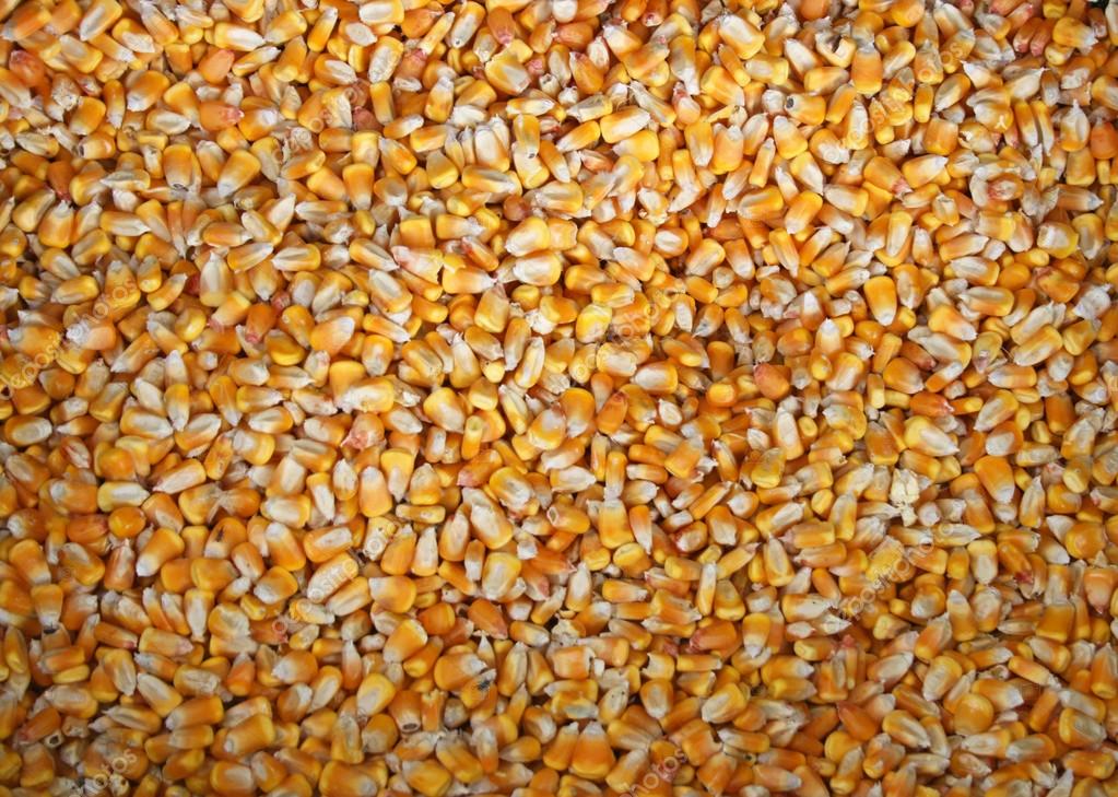 Yellow Corn Yellowcorn Organic FD Vegetables Dehydrated Freeze Dried Yellow Corn