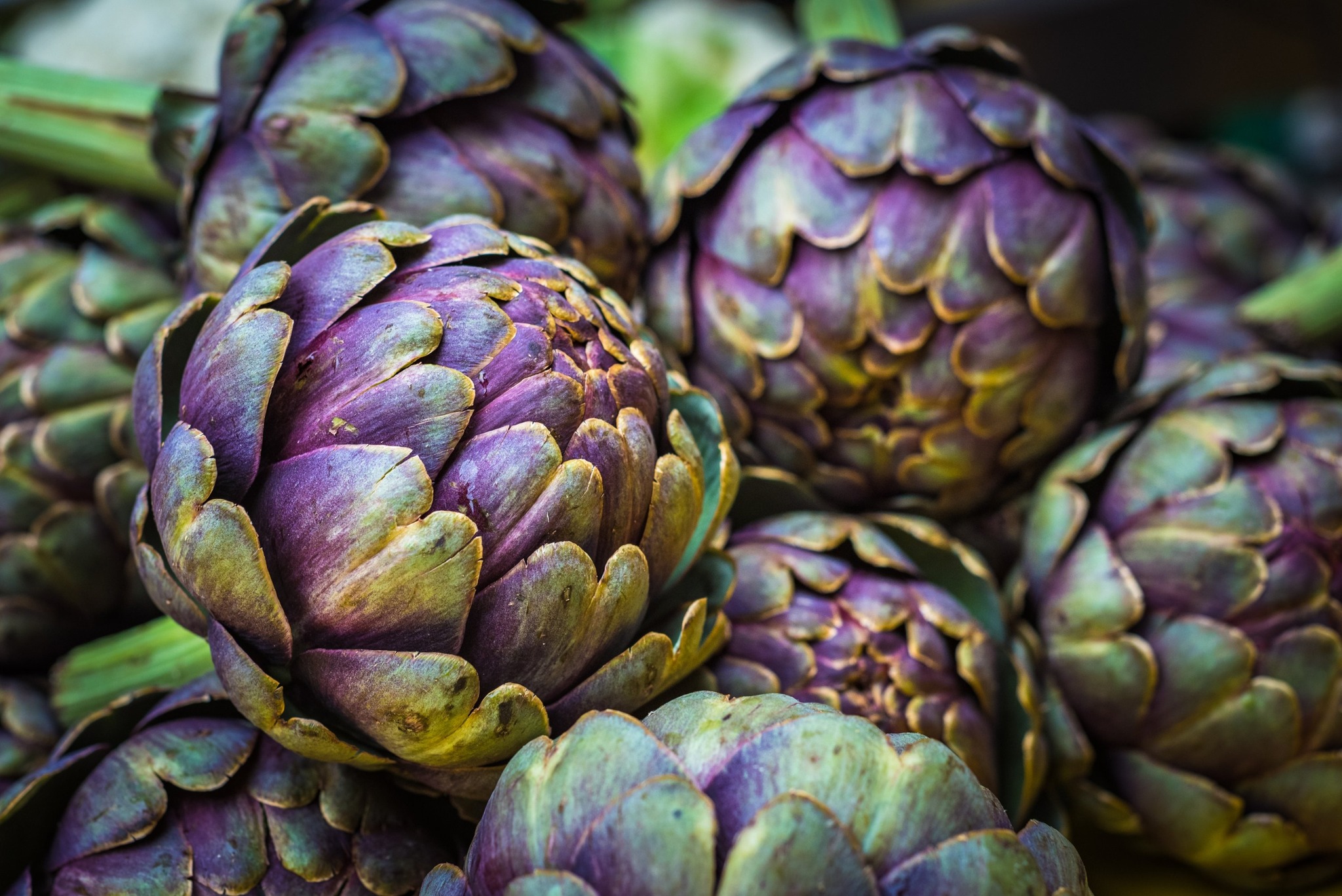 Artichoke 