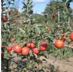 Apple Garden