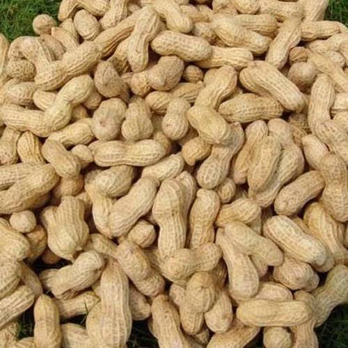 Peanut (groundnut)