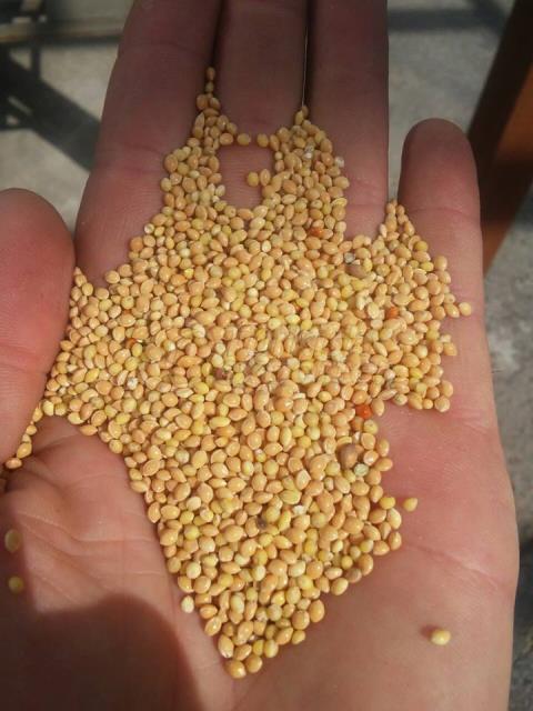 Ukraine Origin Yellow Millet