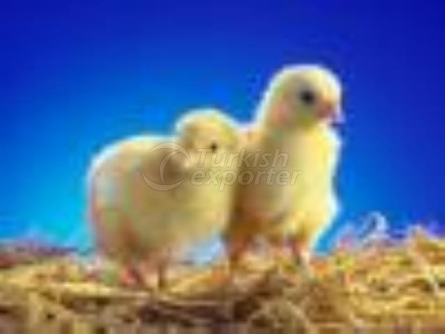 Broiler Feed 1. Class
